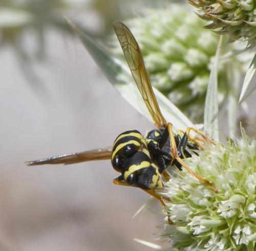 Polistes gallicus